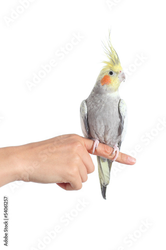 Obraz na plátně Woman hand holding a cockatiel parrot with forefinger