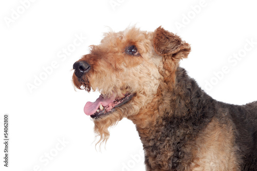 Foto Nice airedale terrier breed dog