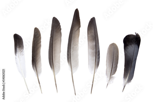 Dove feathers
