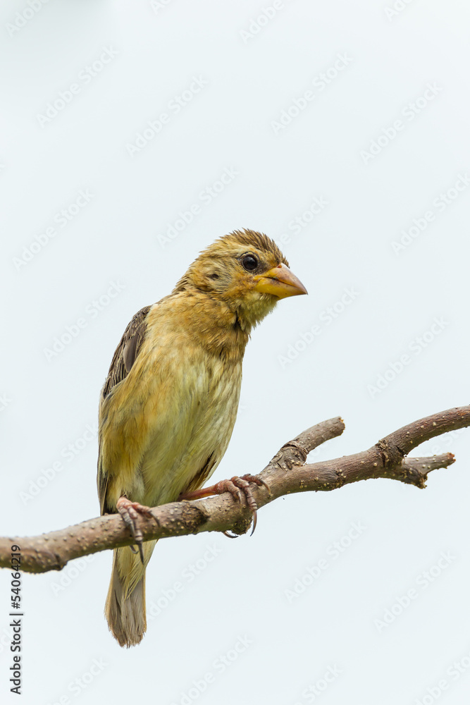 Female Baya Weaver (Ploceus philippinus) on the tree Female Baya Weaver (Ploceus philippinus) on the tree