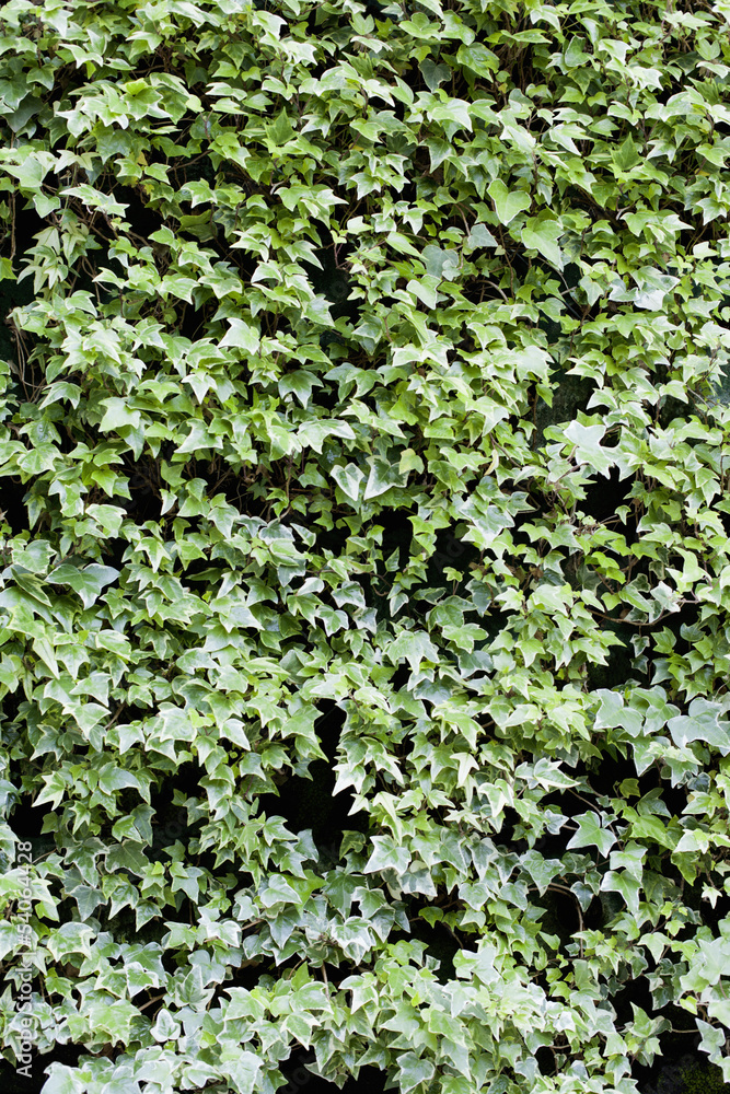 ivy