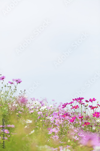 Cosmos Flowers © mytree