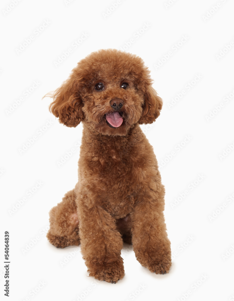 Portrait of Brown poodle, studio shot Portrait of Brown poodle, studio shot