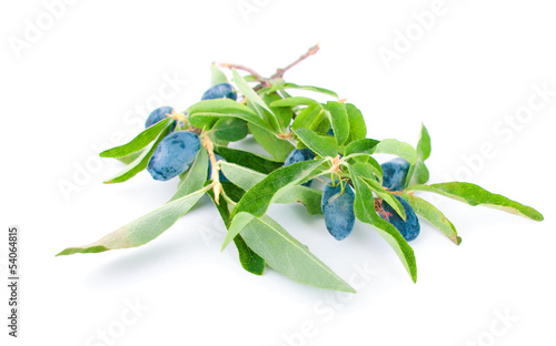 Berries of a honeysuckle with leaves