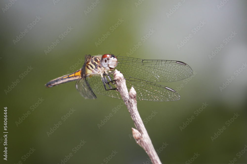Female Blue Dasher - Grand Bend, ON Female Blue Dasher - Grand Bend, ON