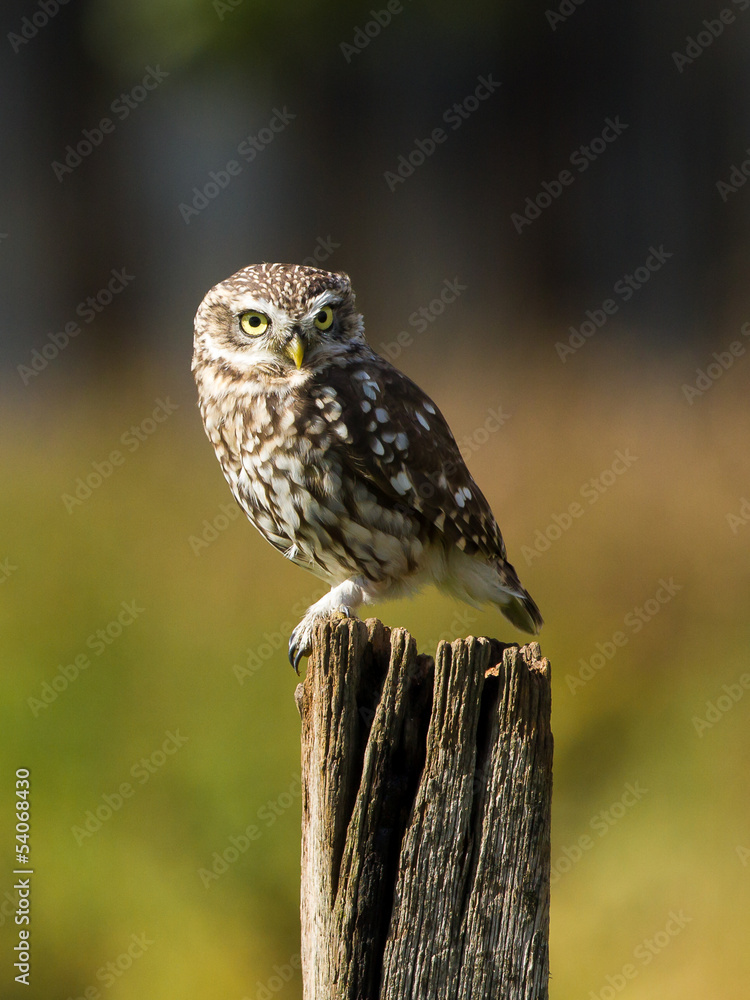 Fototapeta premium Little owl on post