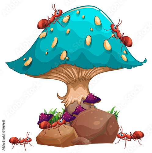 A giant mushroom and a colony of ants
