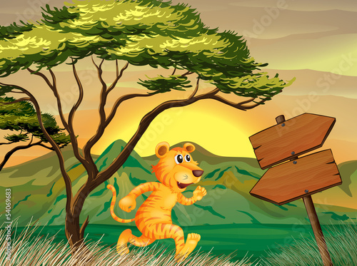 A tiger following the signs