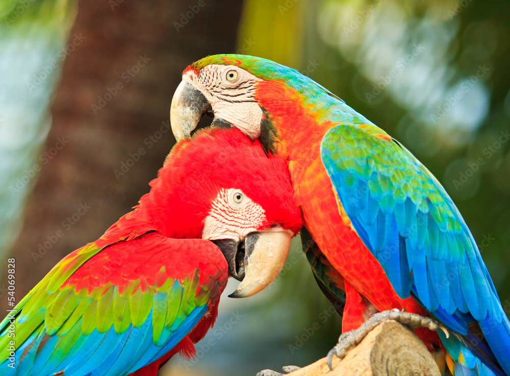 Naklejka premium Macaw parrot