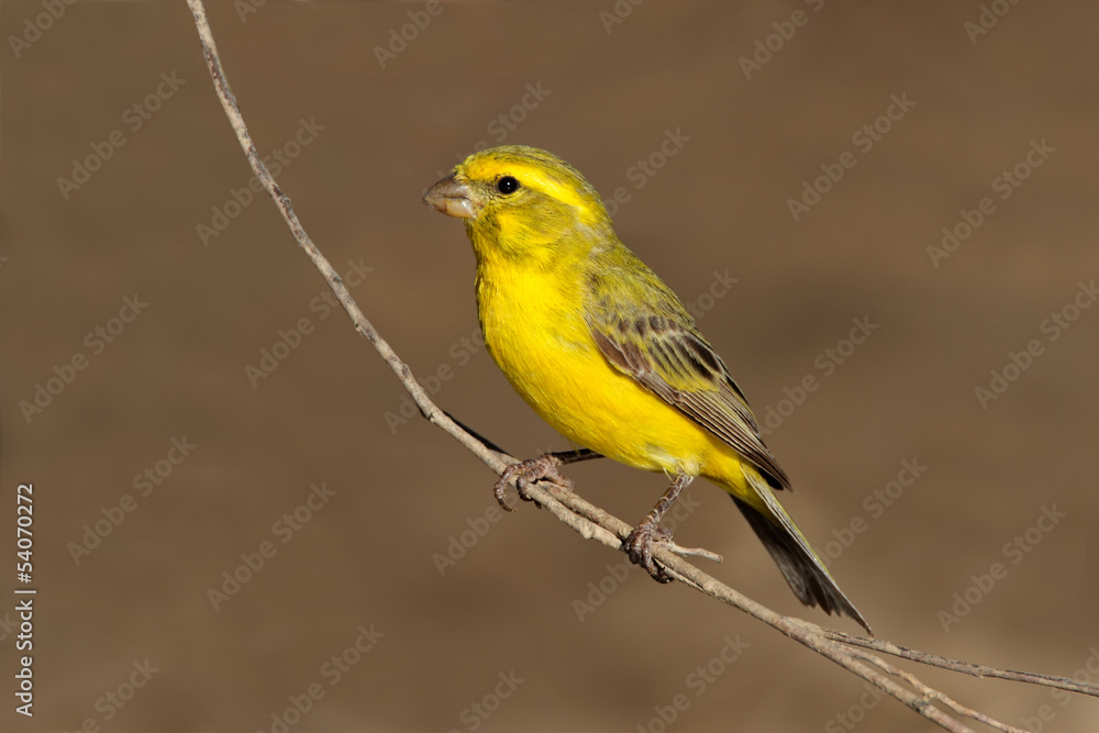 Yellow canary (Serinus mozambicus)