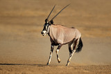 Running gemsbok antelope, Kalahari desert