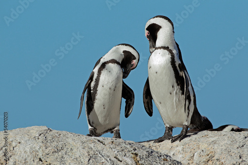 Tablou canvas African penguins against a blue sky