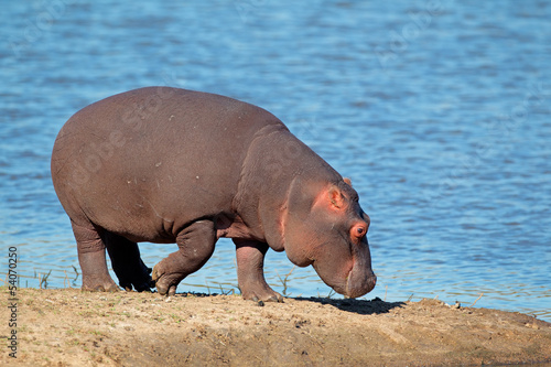 Hippopotamus