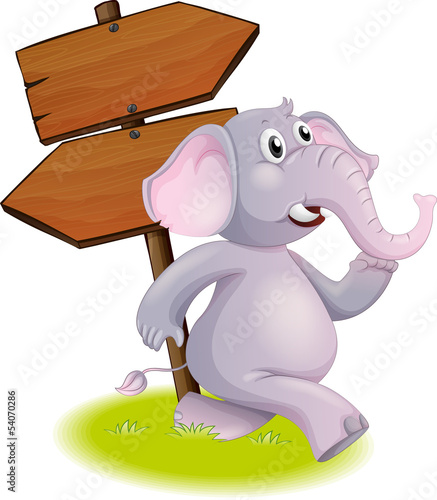 A gray elephant following the direction