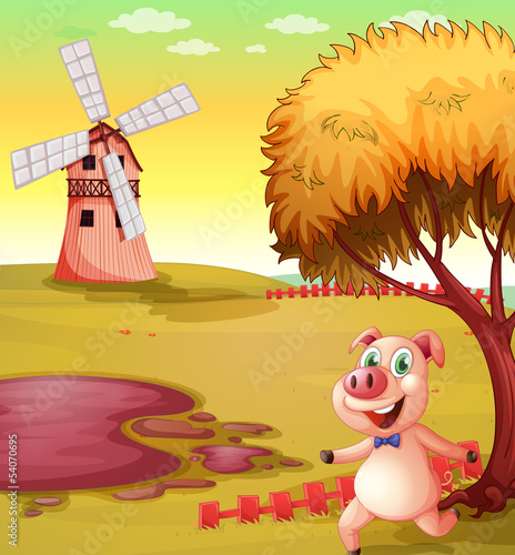 A pig running at the piggery