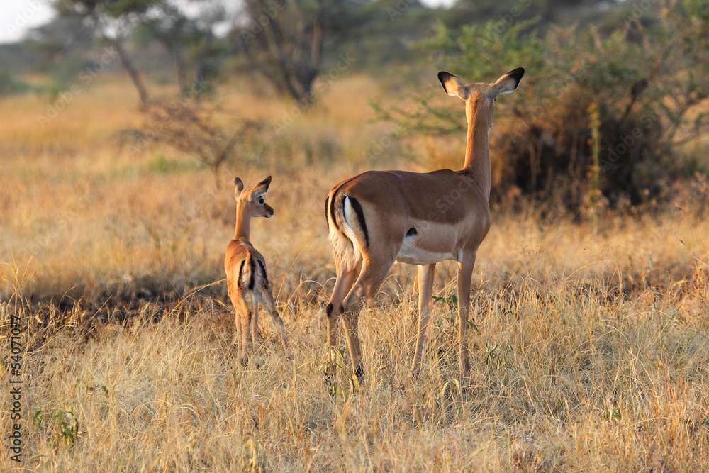 Baby impala with mother Baby impala with mother