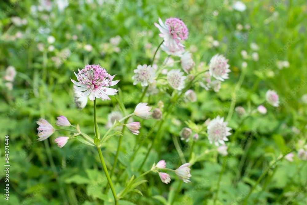 Blooming astrantia in a flower bed