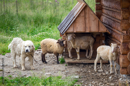 Sheep and goats under wooden hut in Tatra mountains  Poland