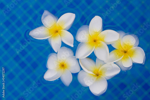 frangipani flowers in blue pool water