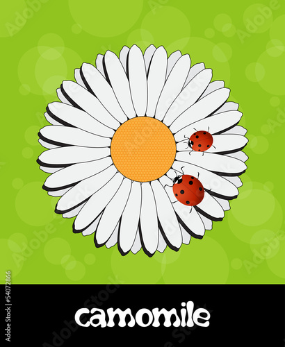 Vector summer background with flower and ladybug photo