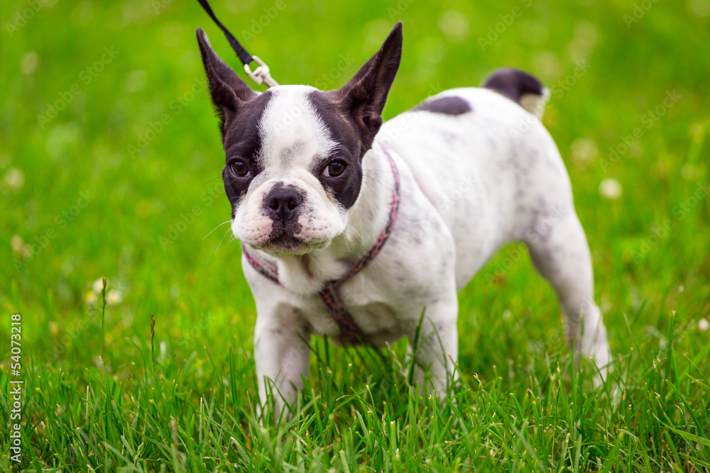 French bulldog puppy on the grass