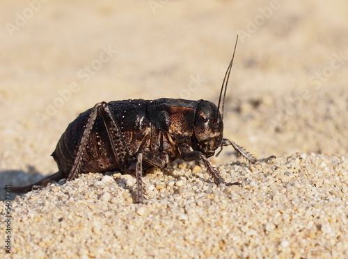 Cricket beetle on sand, Bradyporus dasypus, biggest cricket