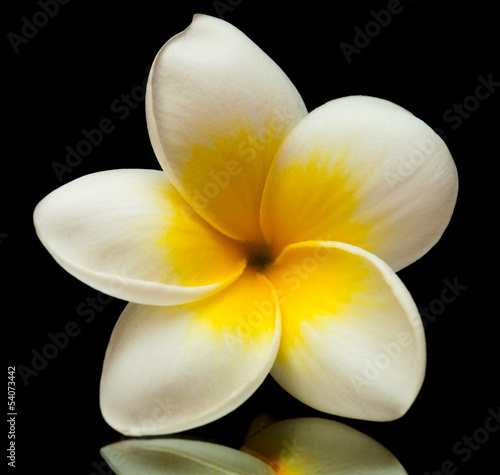 frangipani flower