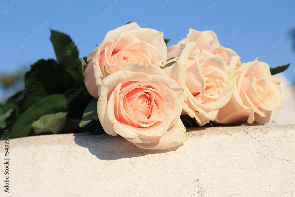 Naklejka premium bouquet of white roses. 