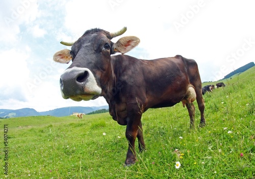 young brown cow grazing in the middle of the alpine meadow in th photo