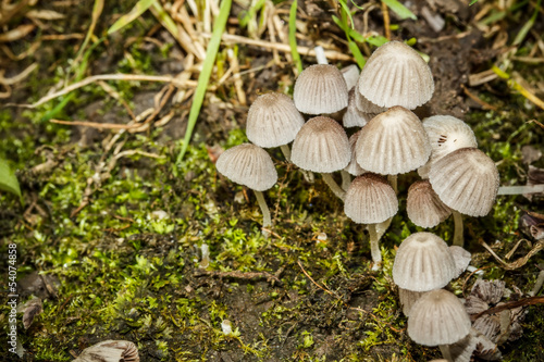 Group of mushrooms