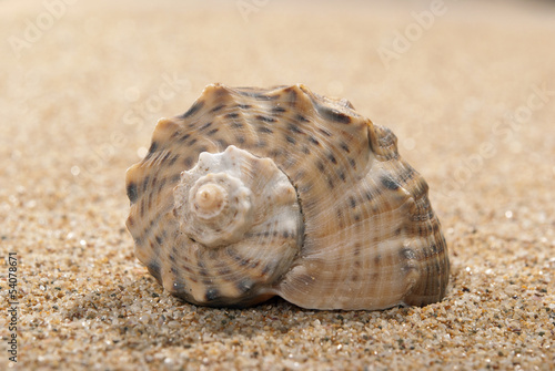 Shell and sand