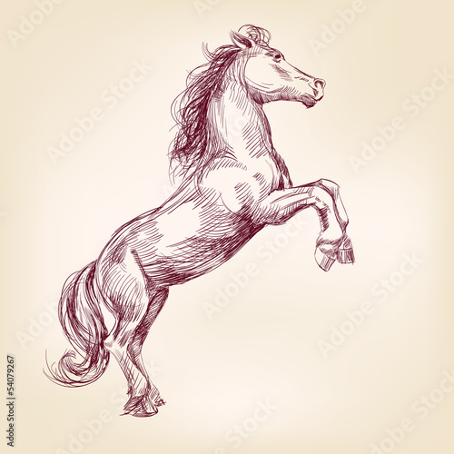 horse vector llustration