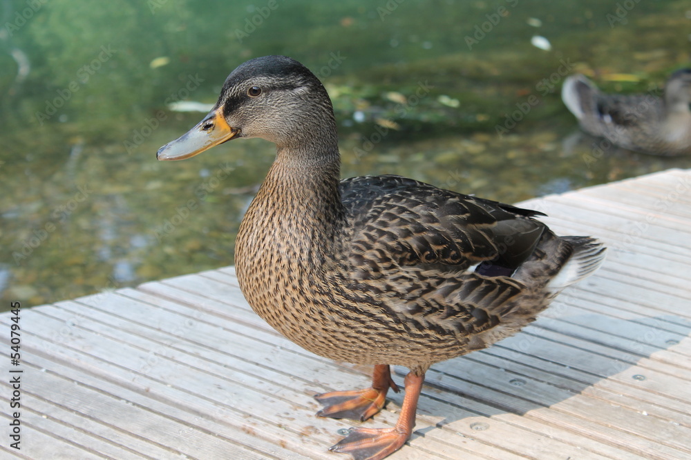 Ente am See Ente am See