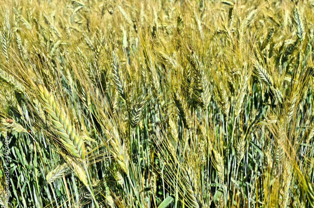 Fototapeta premium Barley