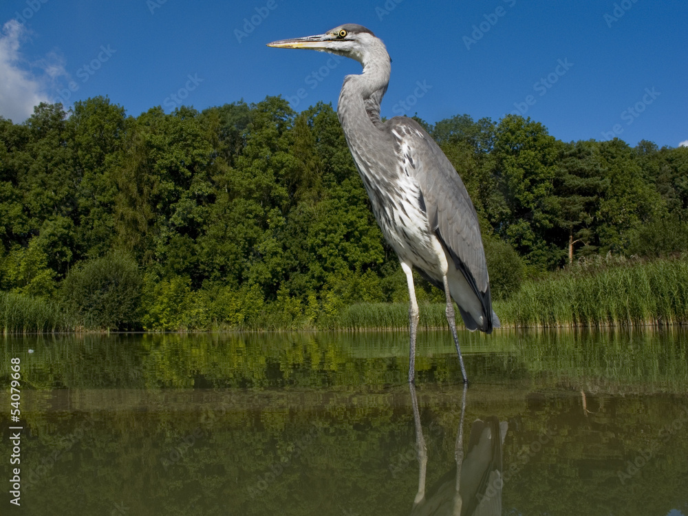 Fototapeta premium Grey heron, Ardea cinerea