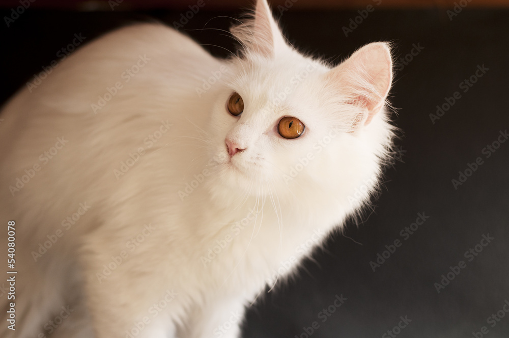 Adult white Persian cat