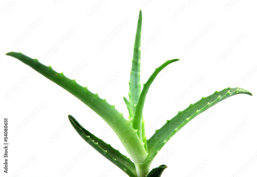 aloe aloe