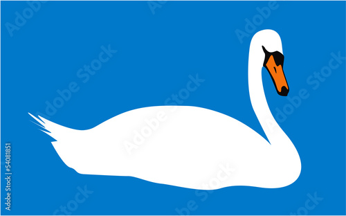 White swan