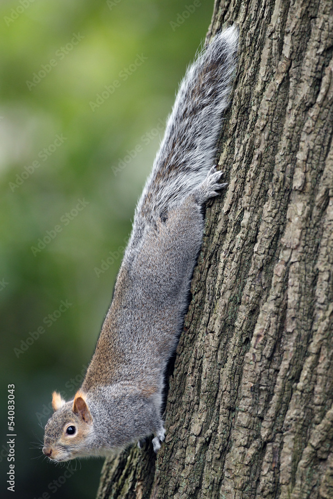 Obraz premium Grey Squirrel on tree trunk