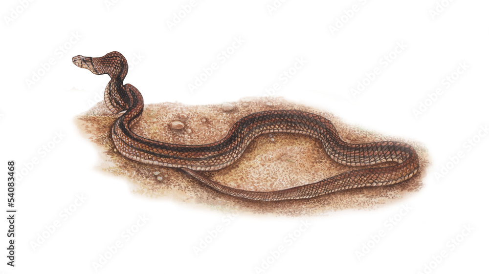 Copper-Headed Racer Snake Copper-Headed Racer Snake