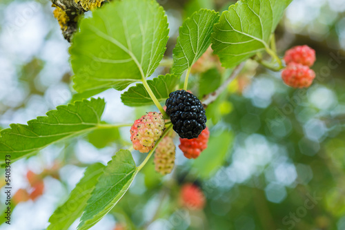 Mulberries