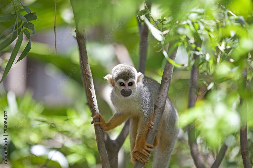 Obraz premium Squirrel Monkey
