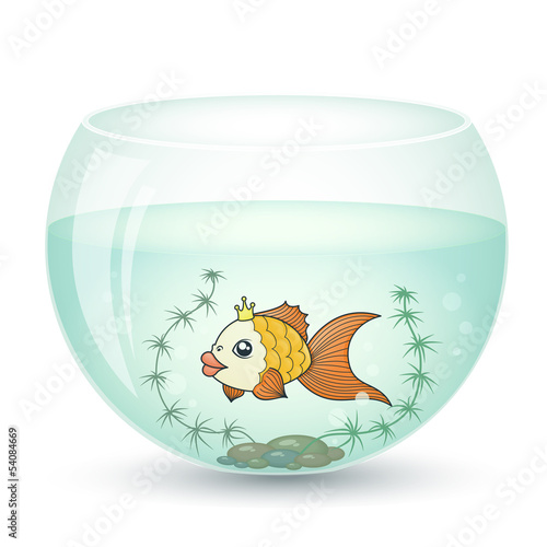 gold fish