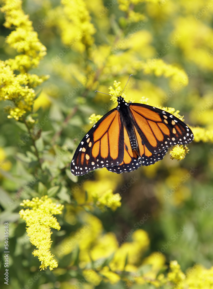 Naklejka premium Monarch