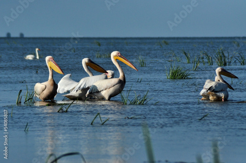 Great white pelicans in the Danube Delta © salajean