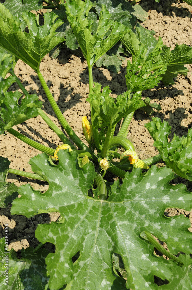 Naklejka premium Zucchini