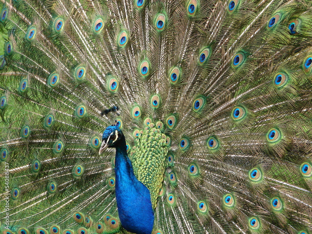 Obraz premium Peacock showing off