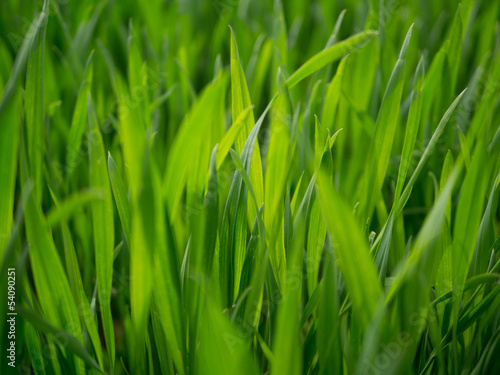 Grünes Grass