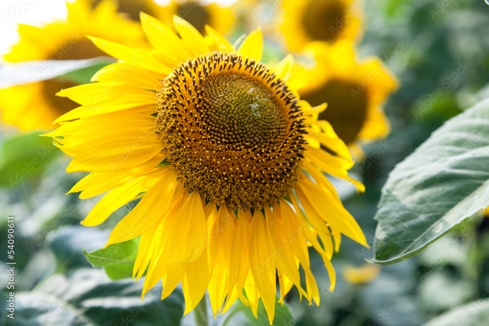 Obraz premium growing blooming sunflowers