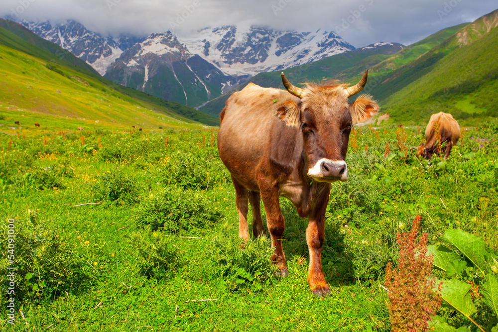 Naklejka premium Cattle on a mountain pasture. Summer sunny day